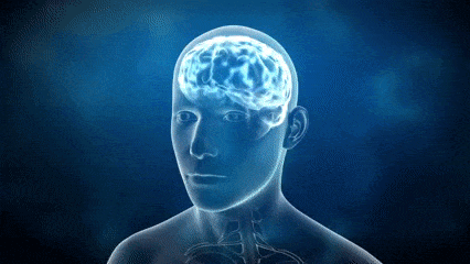 Descubriendo los Misterios del Cerebro: ¡Haz Este Quiz de Anatomía y Fisiología para Poner a Prueba Tus Conocimientos!