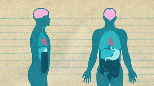 Quiz de Anatomía y Fisiología del Corazón: ¿Cuánto sabes sobre el motor de tu cuerpo?