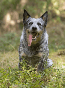 Quiz sobre el perro de ganado australiano: ¿Cuánto sabes sobre esta raza?