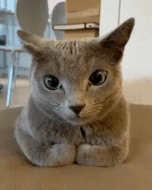Quiz sobre el gato Ruso Azul: ¿Cuánto sabes sobre esta raza felina?
