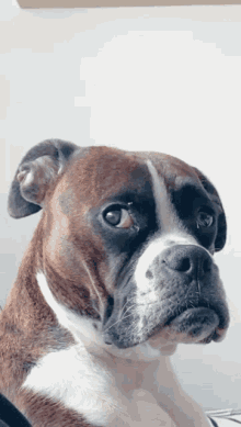 Quiz de Boxer: ¿Cuánto sabes sobre esta raza canina?