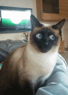 Quiz sobre gatos siameses: ¿Cuánto sabes sobre esta raza felina?