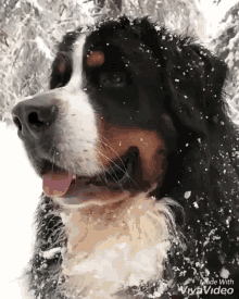 Quiz sobre el perro de montaña Bernés: ¿Cuánto sabes sobre esta raza?