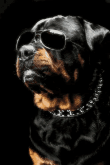 Quiz sobre Rottweiler: ¿Cuánto sabes sobre esta raza canina?
