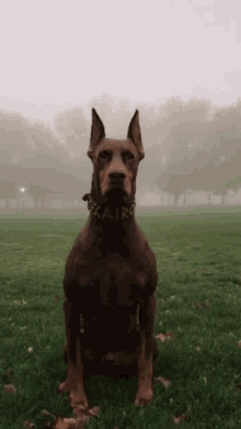 Quiz sobre el Doberman Pinscher: ¿Cuánto sabes sobre esta raza canina?