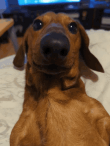 Quiz sobre Dachshund: ¿Cuánto sabes sobre esta raza de perros?
