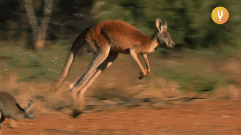 Quiz sobre canguros: ¿Cuánto sabes sobre estos animales saltarines?