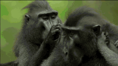 Quiz de Monos: ¿Cuánto sabes sobre estos animales inteligentes?