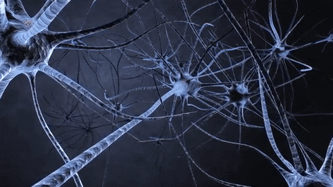Quiz del Sistema Nervioso: ¿Cuánto sabes sobre tu cerebro y tus nervios?