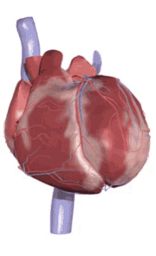 ¡Pon a prueba tus conocimientos sobre el sistema cardiovascular!