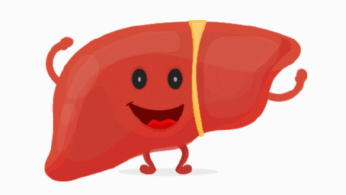 Quiz de Anatomía y Fisiología del Hígado: ¿Cuánto sabes sobre este órgano vital?