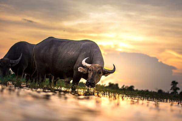 Quiz sobre Myanmar: ¿Cuánto sabes sobre este país asiático?