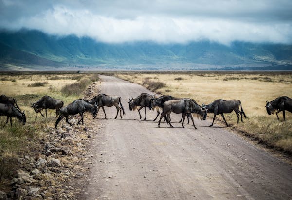 Quiz sobre Tanzania: ¿Cuánto sabes sobre este país africano?